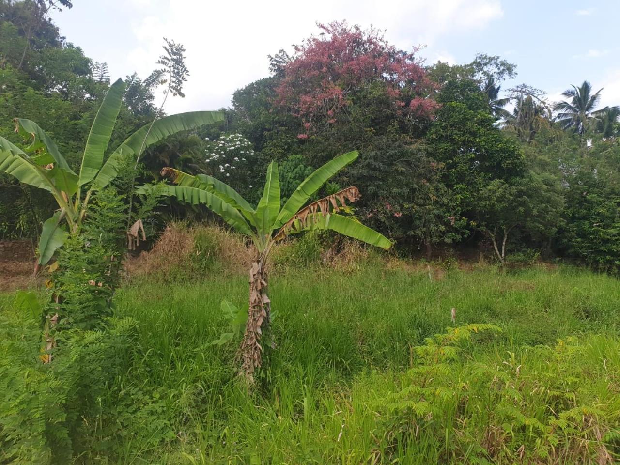 Dillenia Canopy Mirissa Exterior photo